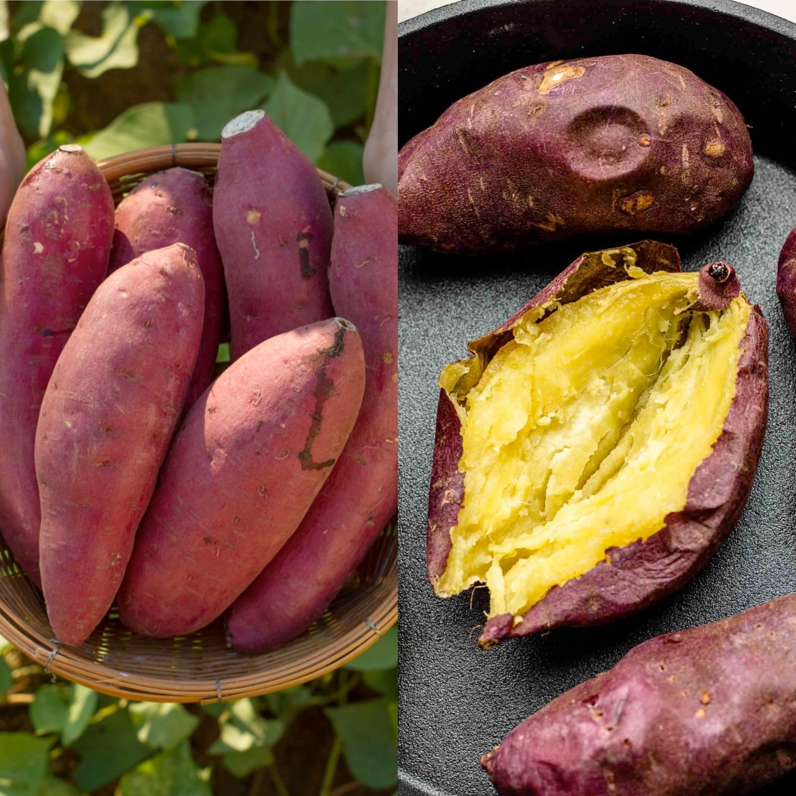 Learn about the enchantment of sweet potatoes, a treasure that can be found in your kitchen!