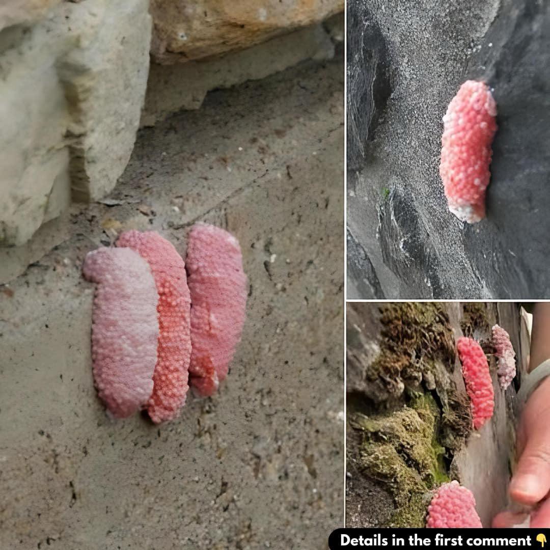 Be careful if you see these little pink eggs on a wall. It is the bad sign for your house