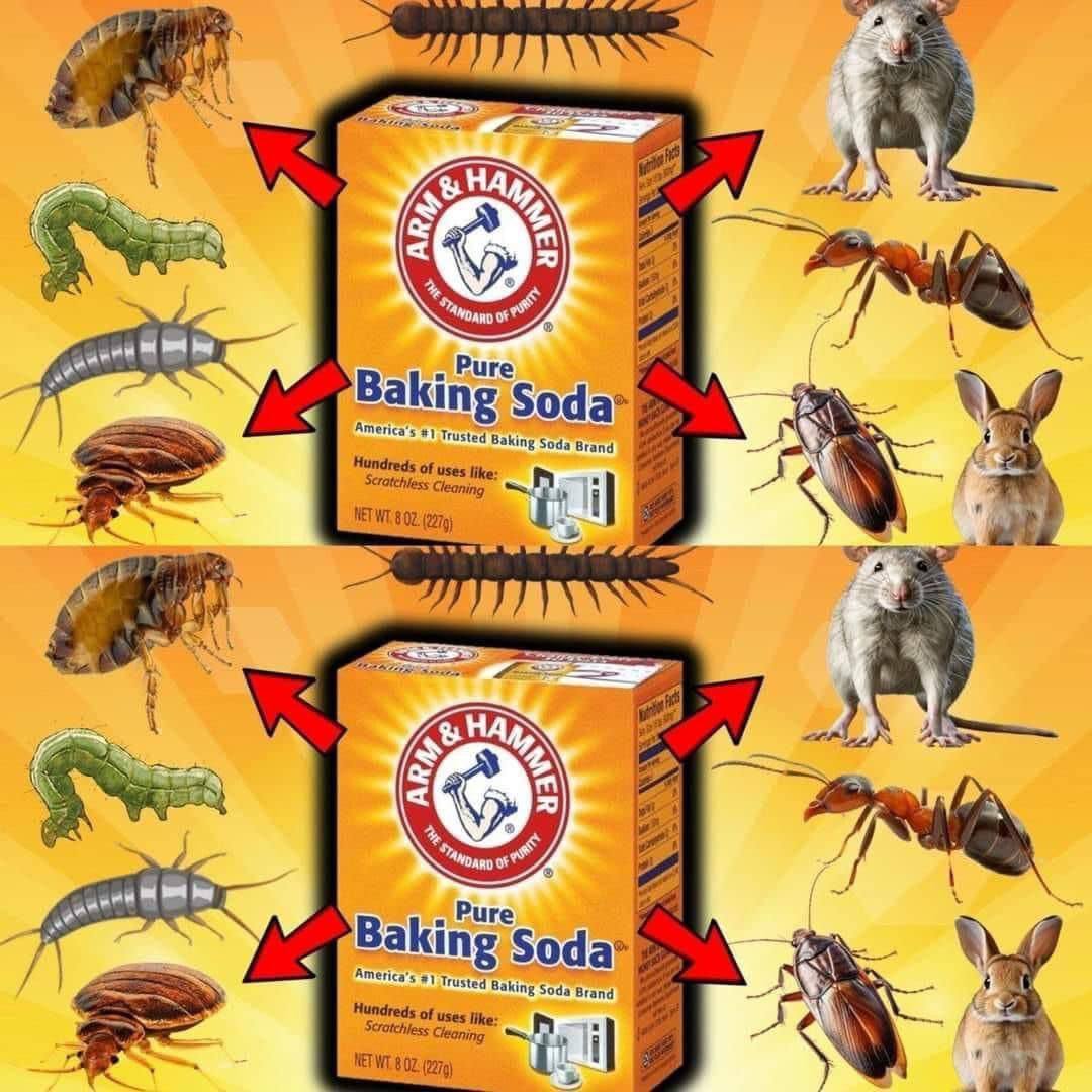 Harnessing the Power of Baking Soda for Pest Control