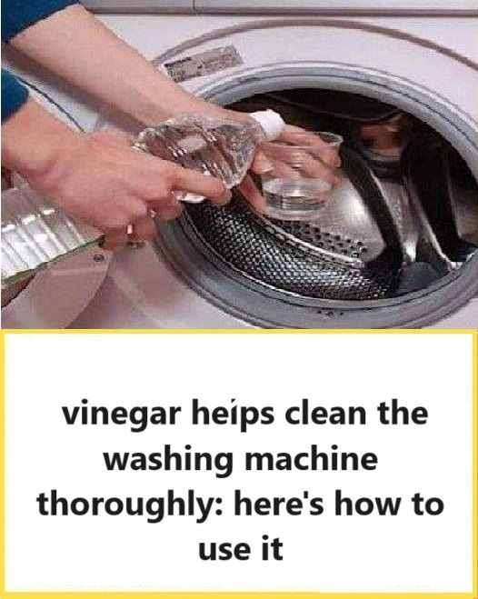 Yes, vinegar helps clean the washing machine thoroughly: here’s how to use it