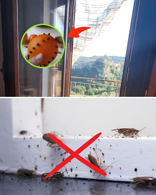 WITH THIS TRICK THE INSECTS WILL NOT ENTER THE HOUSE EVEN WITH THE WINDOWS OPEN