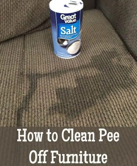 how to clean pee off furniture and carpets