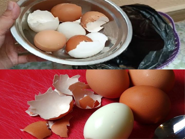 Boil eggshells in a pot – you will save a lot of money