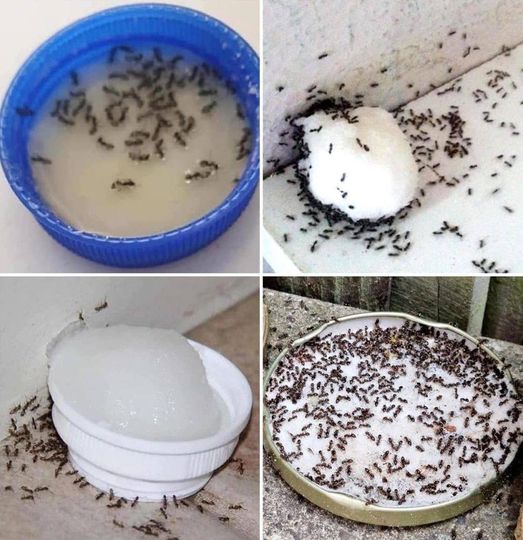 How to get rid of ants forever: 9 foolproof tricks