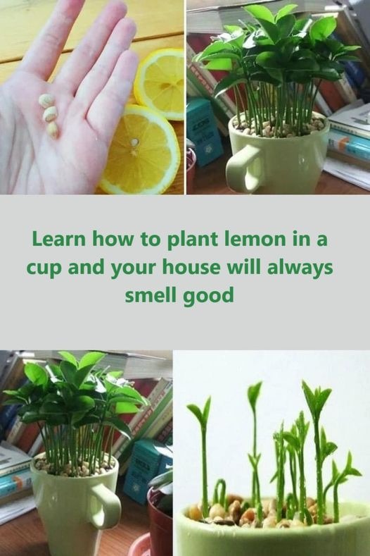 Discover how to grow lemon in a cup; your home will always smells fantastic.