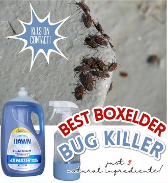 DIY Natural Boxelder Bug Spray