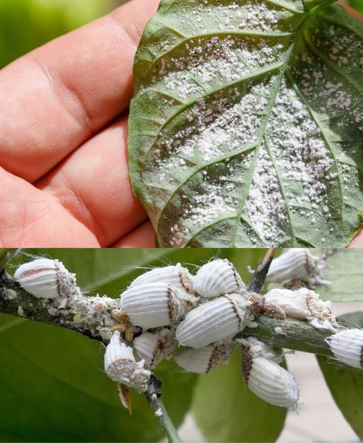 Aphids and scale insects disappear instantly with this natural pesticide