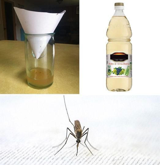 This simple bottle is the perfect trap to keep mosquitoes away