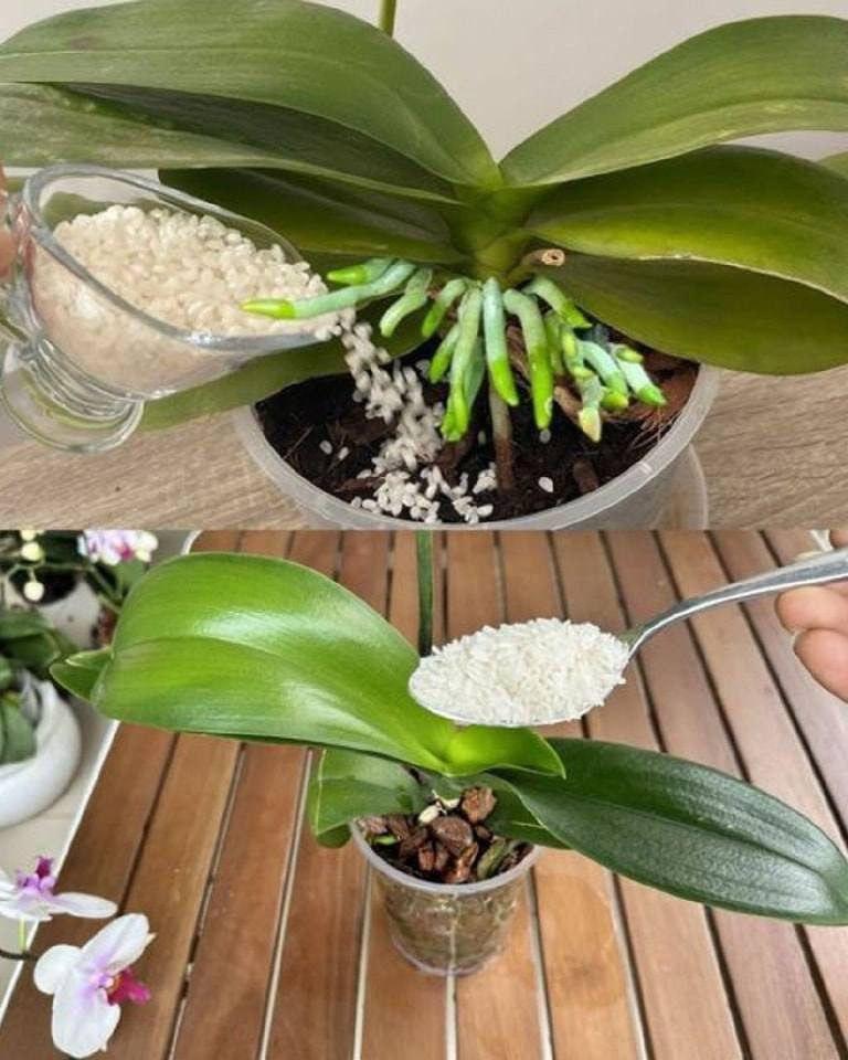 Fertilize the orchid so that it blooms profusely and for a long time!