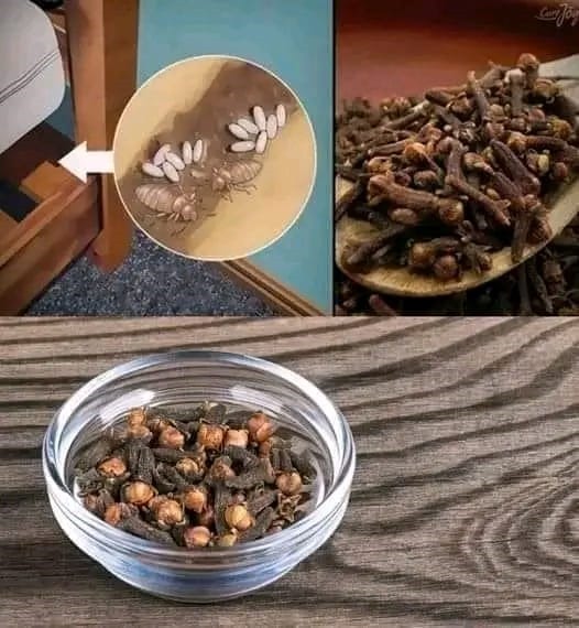 Powerful blend with cloves to eliminate bedbugs