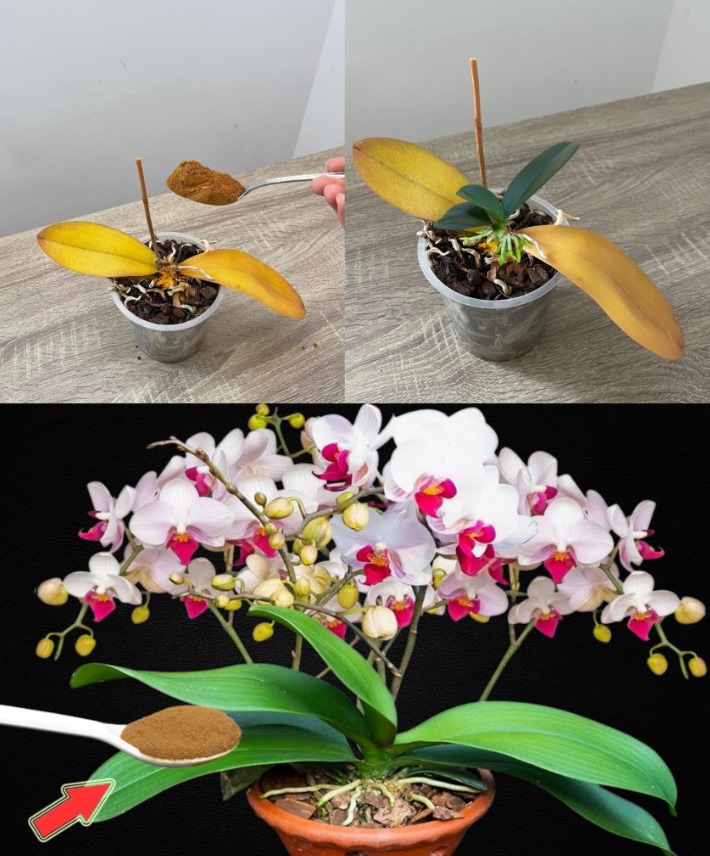 This Tablespoon of Water Keeps Orchids Shiny and Promotes Rapid Growth