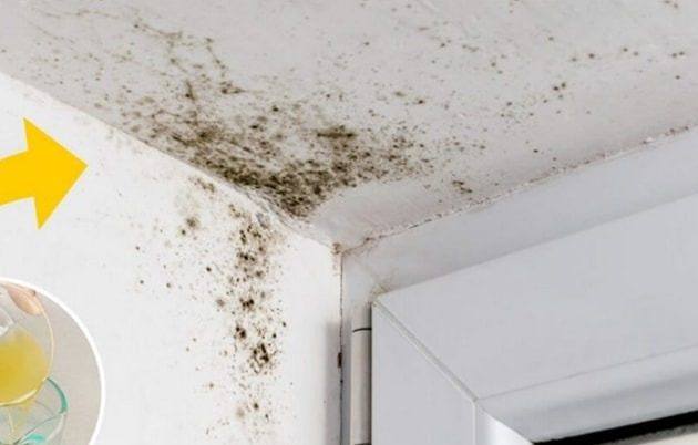 How to remove mold from walls forever and without chemicals