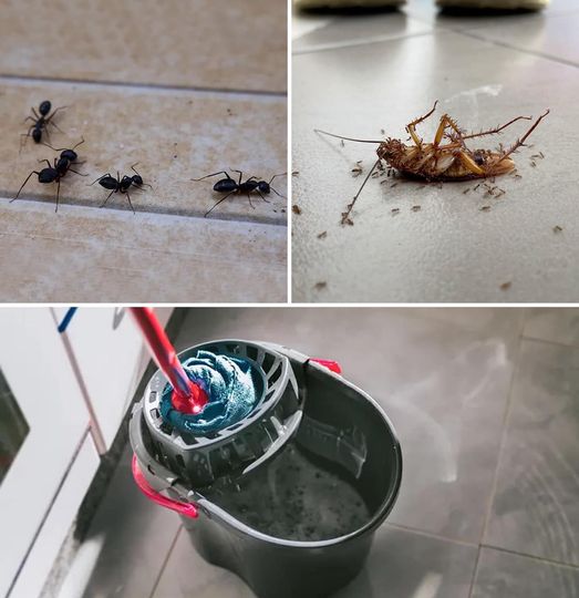 Clean Your Floor With These Essential Oils To Keep Ants and Roaches Away Forever