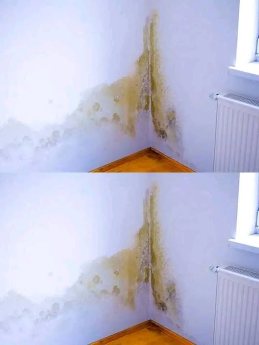 How to Get Rid of and Stop Mold in Your House