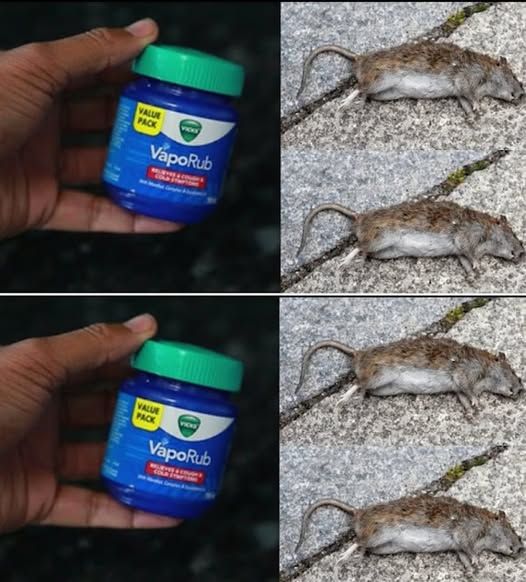 How to effectively get rid of rats using Vick Vaporub