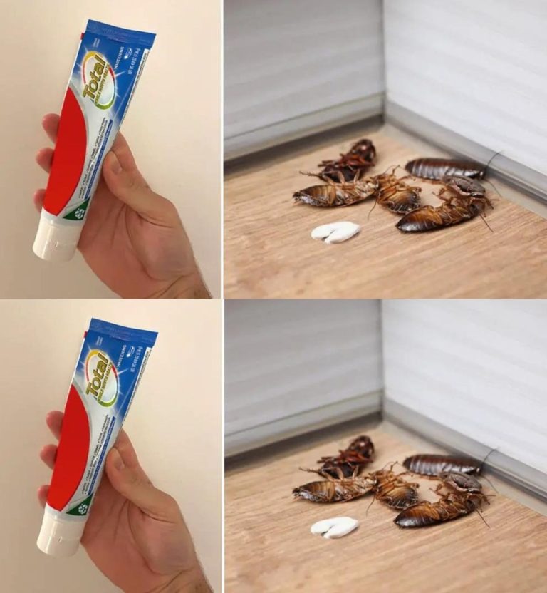 The toothpaste trick to eliminate cockroaches and cockroaches forever