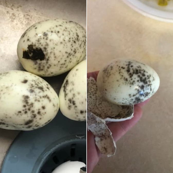 Strange Eggshell Phenomenon: What’s Going on with These Boiled Eggs?