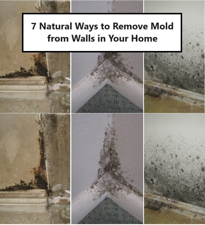 7 Natural Ways to Remove Mold from Walls in Your Home