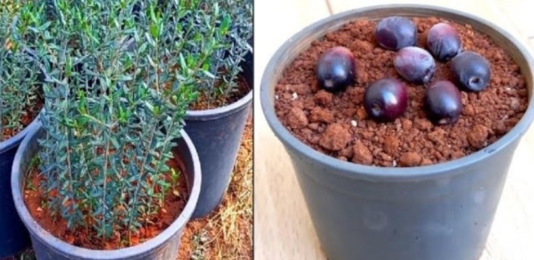 The genius trick to grow an olive tree from an olive stone: nothing could be simpler