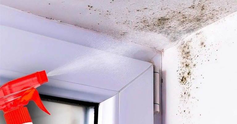 4 Tips for Removing Mold Around Windows