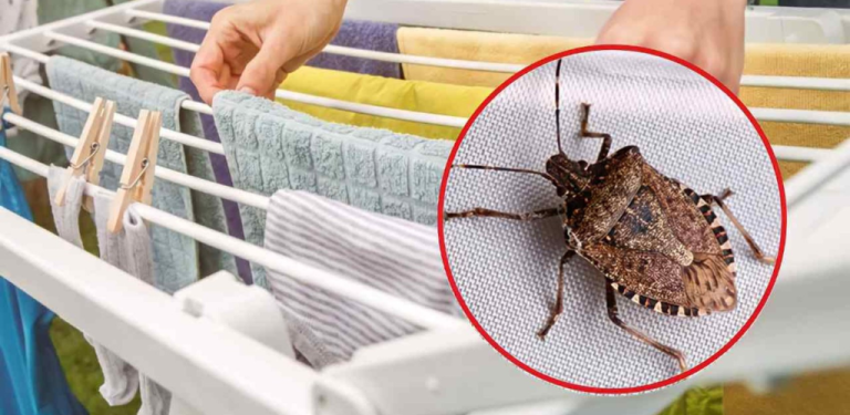 Bedbugs on linen, how to eliminate them in one step: Here’s how to get rid of them