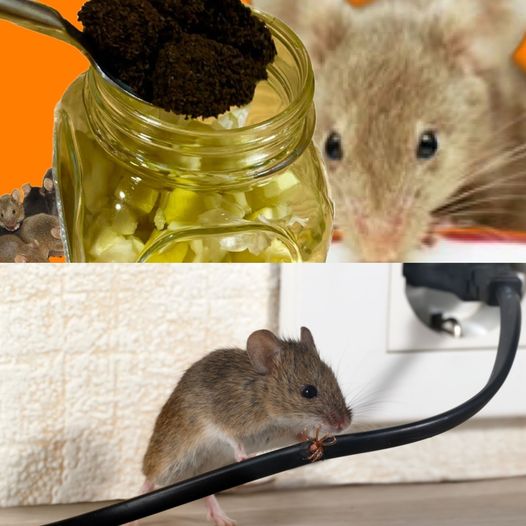 Keep Mice and Rats Away with Coffee Grounds