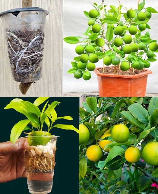 Stop Wasting Money Buying Lemons – Here’s How to Grow Endless Amounts of Lemons at Home