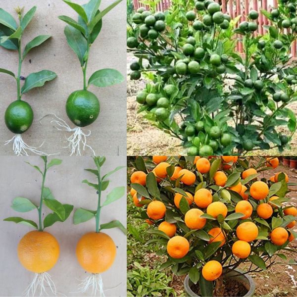 Stop Spending Money Buying Lemons – Here’s How To Grow Infinite Amounts Of Lemons At Home