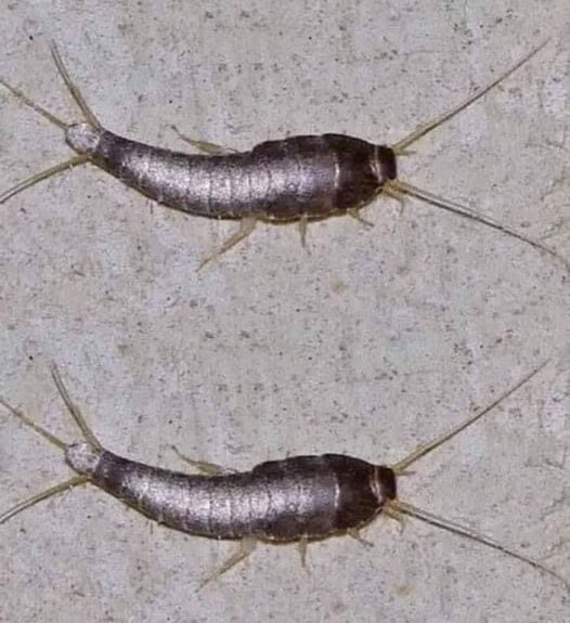 Silverfish: Attention if This Animal Comes to Your Home