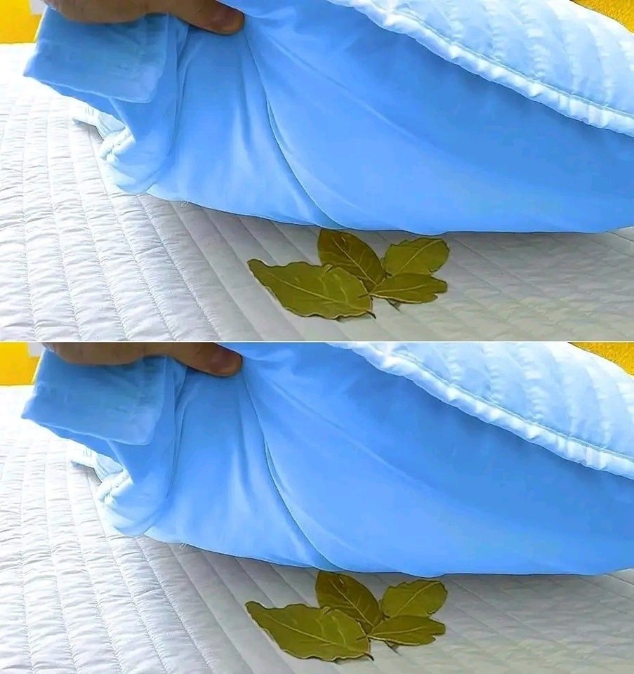 Place three bay leaves under the bed before bed: here’s why