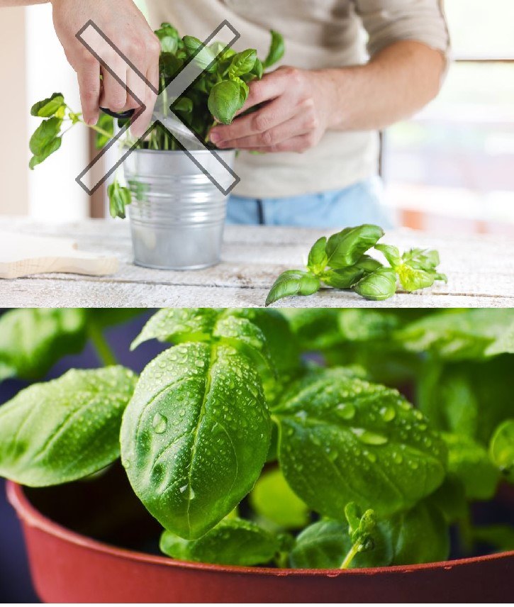 Don’t make this mistake when harvesting basil – it dries out in 7 days.