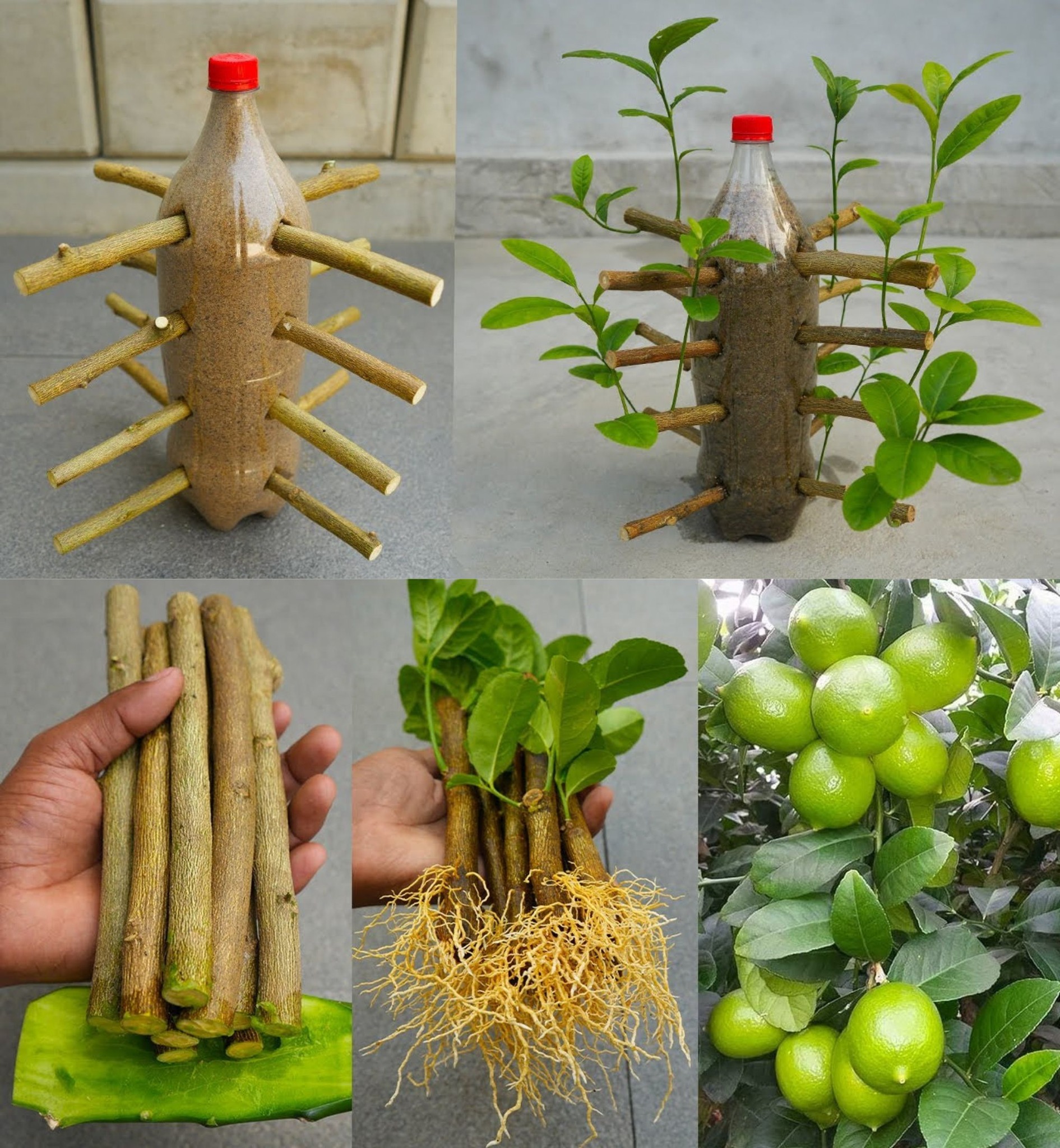 Why does your lemon tree not give lemons and how to do it of many fruits?