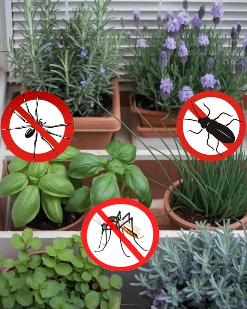 10 Plants that Keep Spiders, Ants, Flies, and Mosquitoes Away from Home