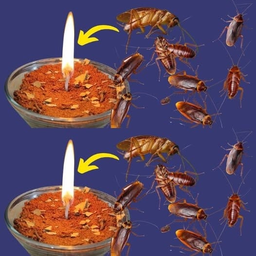 Apply this simple tip at home: there will be no more flies or cockroaches after an hour